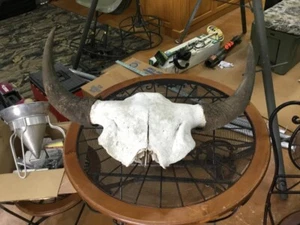 Vintage Large Buffalo Skull - Picture 1 of 2