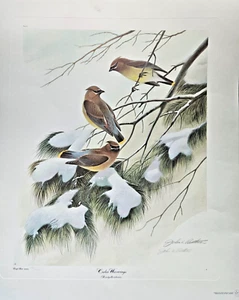 John Ruthven Signed Lithograph CEDAR WAXWINGS Limited Edition #539/600 22"x27" - Picture 1 of 14
