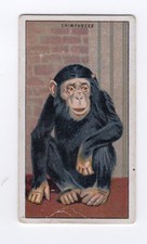 Ardath Animals at the Zoo 1924. #04 Chimpanzee