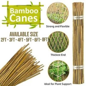 2ft/3ft/4ft/5ft/6ft/ 8ft Bamboo Canes Professional Garden Plant Support Sticks - Picture 1 of 6