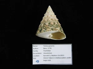 Muschel Tectus pyramis 43mm ID#9534 - Bild 1 von 4
