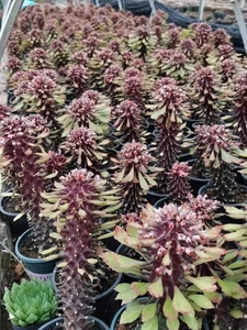 Madera de dragón rara planta de cactus suculenta nyambense Variegata Euphorbia  - Imagen 1 de 15
