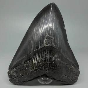 Dark Colors, Large Complete 5.22" Fossil MEGALODON Shark Tooth - USA - Picture 1 of 5