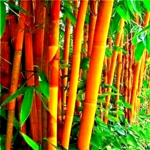 10 GOLDEN GROOVE BAMBUSSAMEN - Phyllostachys aureosulcata f. aureocaulis - Bild 1 von 3