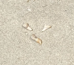Basking Shark Teeth- Cetorhinus Sp. Lot - Sharktooth Hill: Bakersfield, Ca - Picture 1 of 4