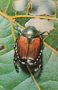 Japanischer Käfer Postkarte K217 - Bild 1 von 2