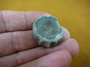 F328-5) 1" fossil Shark vertebrae bone disk bony segment vert vertebrate sharks - Picture 1 of 1