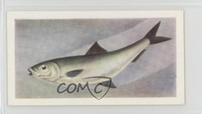 1954 The White Fish Authority The Fish We Eat Pilchard #17 n1u