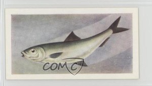 1954 The White Fish Authority The Fish We Eat Pilchard #17 n1u