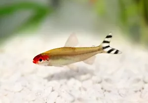 🔴 6x Rummy Nose Tetra Large - Live Freshwater Fish Illuminate Your Aquarium! 🌿 - Picture 1 of 2