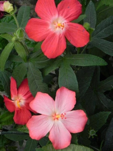 5 SEMILLAS DE ABELMOSCHUS MOSCHATUS +GRATIS - Imagen 1 de 1