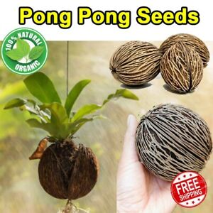 Pong Pong Dried Seed 5 Pcs Cerbera Odollam 100% Natural Pot Home Garden Decor
