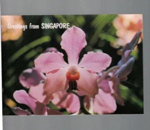 UNUSED VINTAGE POSTCARD ,SINGAPORE , PINK ORCHID - Picture 1 of 1