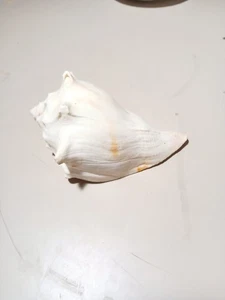Varigated Whelk Shell W. Beautiful Excellent Condition. Beautiful Color Rare - Picture 1 of 11