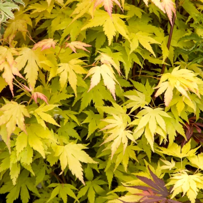 1 X ACER 'ORANGE DREAM' DECIDUOUS JAPANESE MAPLE TREE HARDY GARDEN PLANT POT - Image 1 of 4