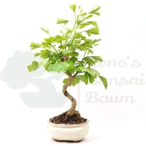 BONSAI Ginkgo biloba 'Fächerblattbaum' inkl. Schale. - Bild 1 von 6