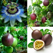 10pcs Germogli di Passiflora Edulis viola tropicali