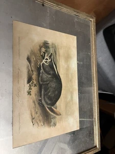 Original John J. Audubon Octavo Quadruped Color Litho. Of American Badger - Picture 1 of 11