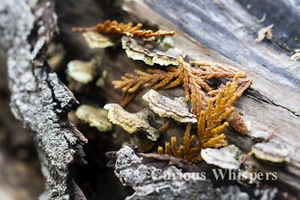 Set of 5 Greeting Cards - "False Turkey Tail" - Free Shipping - Picture 1 of 1