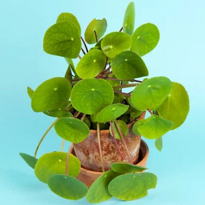 Pilea Peperomioides 20-30cm with Pot Indoor Chinese Money Houseplant for Offices - Picture 1 of 5