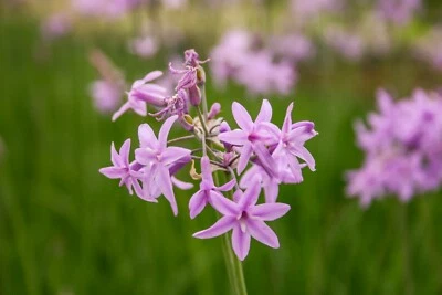 Live Pink Flower Society Garlic Aquatic Marginal Pond Plant - Buy 2 Get 1 Free! - Image 1 of 3