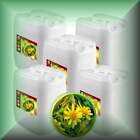 ARNICAmfort™ Arnica Glycerin Extract (High Concentration 1:2)