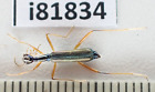 i81834. Insects, Cicindelidae sp. Vietnam, over 2000m