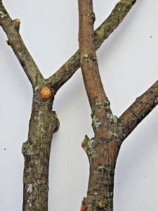 2 Apple Wood Stick Multi Branch Bird Perch Crafts Y Forked 3/8~3/4"D 18"L - Picture 1 of 7