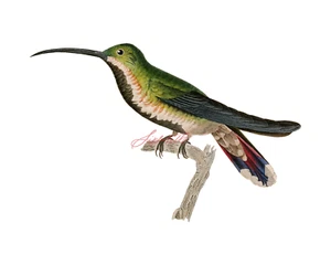 Schwarzreihiger junger Kolibri 8 x 10 hochauflösender Druck - Bild 1 von 1