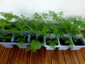 6 x Artemisia Annua Pflanzen 8 bis 14 cm Wuchshöhe; Freilandaufzucht - Bild 1 von 2