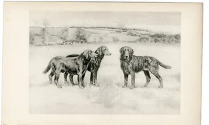 FLAT COATED CURLY COATED LABRADOR RETRIEVER 1897 ANTIQUE DOG PRINT ARTHUR WARDLE - Picture 1 of 1