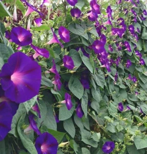 GRANDPA OTT MORNING GLORY SEEDS 30+ IPOMOEA annual FLOWER PURPLE FREE SHIPPING - Picture 1 of 1
