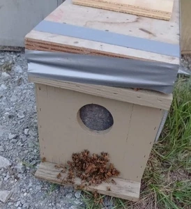 2026 Nucleus Beehives For Sale (NUC) - Picture 1 of 5