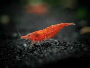lotto 10 x NEOCARIDINE CARIDINA DAVIDI SAKURA PAINTED RED GR. A +MANGIME - Foto 1 di 2
