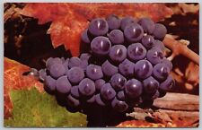 Vintage Postcard, Grapes, Wine