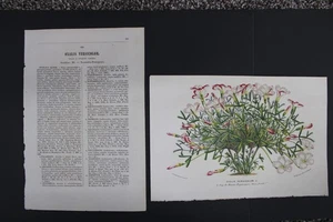 Antique Botanical, Van Houtte, c.1850, Single page, Oxalis Versicolor - Picture 1 of 3