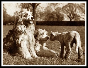 BEARDED COLLIE HUNDE UND LAMM VINTAGE STIL A4 GRÖSSE HUND FOTODRUCK POSTER - Bild 1 von 1