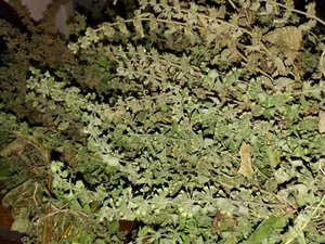 7 grams Lemon Balm Flowers (Dried) Harvested from Washington State - Picture 1 of 6