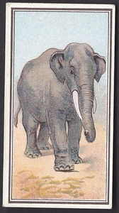 HILL - ANIMAL SERIES (CROWFOOT) - #15 THE INDIAN ELEPHANT - Picture 1 of 2