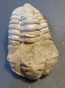 Trilobit Marokko Devon Fossil Versteinerung - Picture 1 of 3