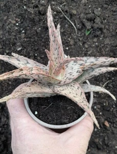 Medium - Large Aloe Pink Blush Unusual Succulent House plant - Picture 1 of 11