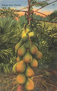 Lakeland Florida, ein Papayabaum beladen mit Früchten, alte Postkarte - Bild 1 von 2