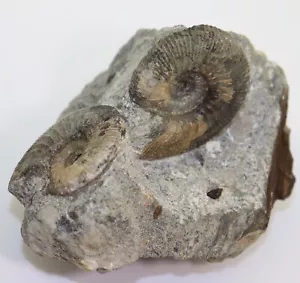 Ammoniten, Kepplerites curtilobus, Jura, Callov, Ashton Keynes, UK -i816 - Bild 1 von 8