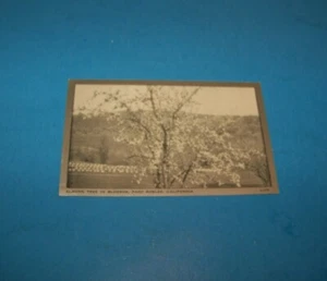 Paso Robles Kalifornien Vintage Postkarte Mandelbaum in Blüte - Bild 1 von 2