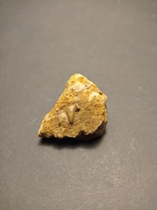 Hai Haizahn Fossilien Hybodus Zahn auf Matrix alte Sammlung Tübingen - Picture 1 of 4