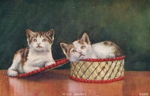 Wide Awake Kittens Play in Red Trimmed Wicker Basket Cat Animal Postcard 6205 - Picture 1 of 2