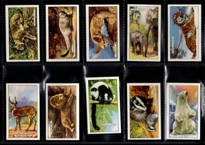 GALLAHER 1937 "WILD ANIMALS", SET OF 48, GOOD - Picture 1 of 10