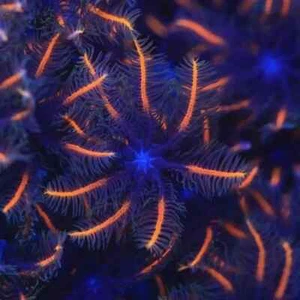 💛🪙Gold Clove Polyp Soft Coral Frag Reef (2+ Heads) 🪙💛 - Picture 1 of 4