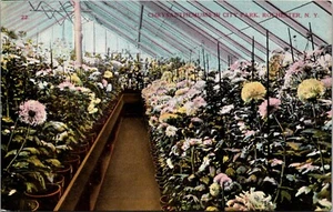 Chrysanthemen im City Park Rochester New York Postkarte - Bild 1 von 2