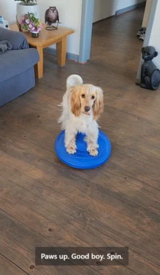 Disco de equilibrio acondicionador canino 45 cm nuevo 200 kilos clasificado Foto 1 de 3